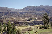 The Colca Valley is one of the most intensively terraced regions in the Andes 